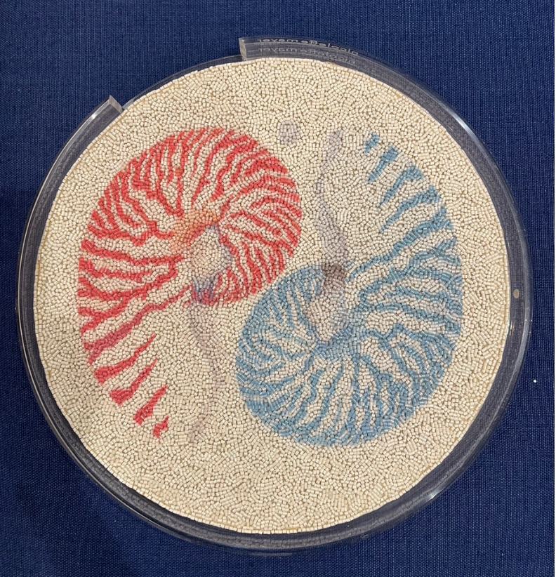 Nautilus Palm Beach Acrylic Placemat Tray 16"  Round