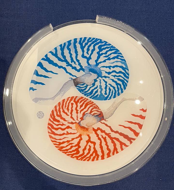 Nautilus Palm Beach Acrylic Placemat Tray 16"  Round